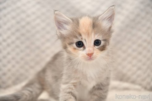 販売中の宮城県のノルウェージャンフォレストキャット-118509の3枚目