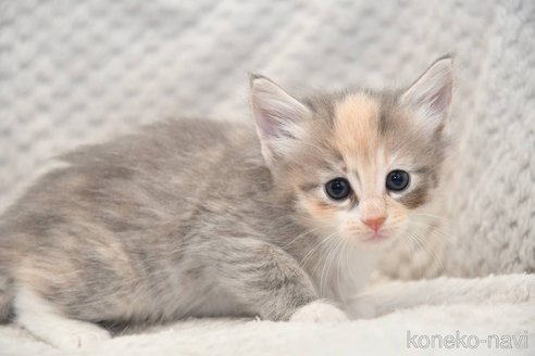 販売中の宮城県のノルウェージャンフォレストキャット-118509の4枚目