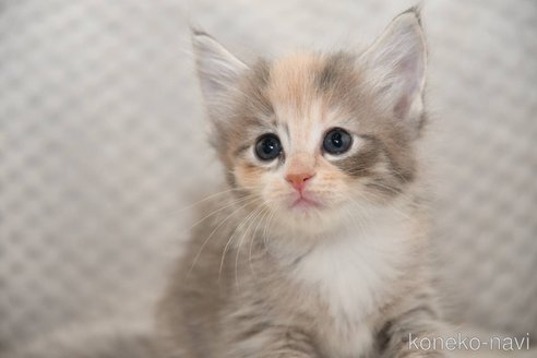 販売中の宮城県のノルウェージャンフォレストキャット-118509の2枚目