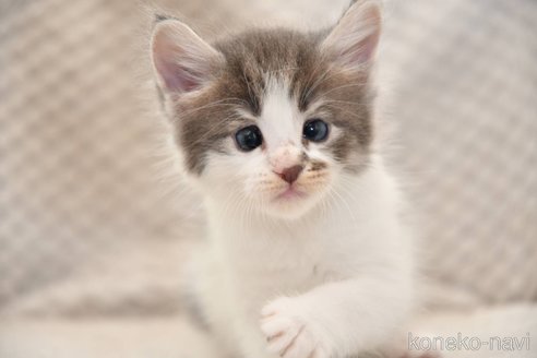 販売中の宮城県のノルウェージャンフォレストキャット-118510の4枚目
