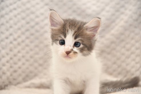 販売中の宮城県のノルウェージャンフォレストキャット-118510の2枚目
