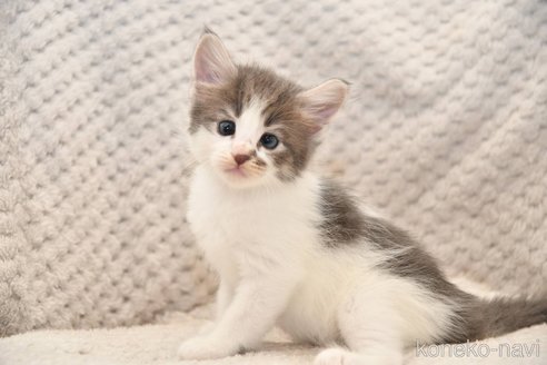 販売中の宮城県のノルウェージャンフォレストキャット-118510の3枚目