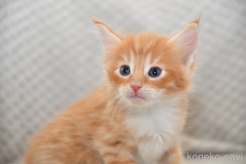 販売中の宮城県のノルウェージャンフォレストキャット-118511の3枚目