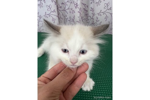 販売中の長野県のラグドール-113848の3枚目