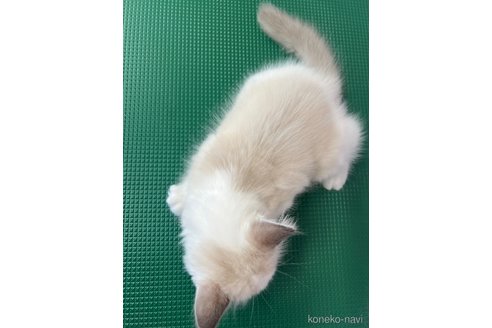 販売中の長野県のラグドール-113848の2枚目