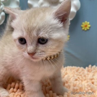 販売中の北海道のマンチカン-118513の2枚目