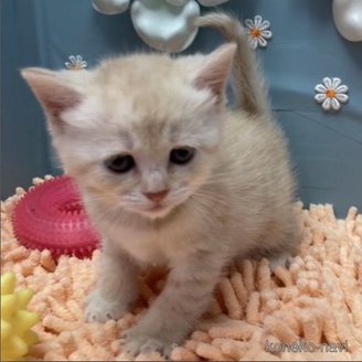 販売中の北海道のマンチカン-118513の3枚目