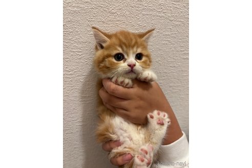 販売中の千葉県のマンチカン(短足)-115313の2枚目