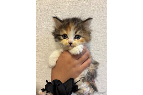 販売中の千葉県のマンチカン-115315の2枚目