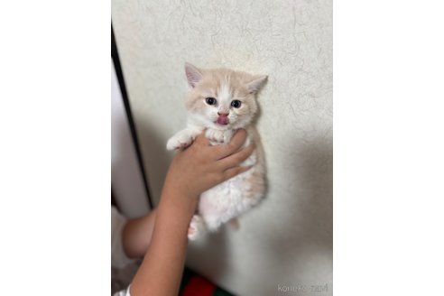 商談中の千葉県のマンチカン-115316の2枚目