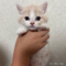 オンライン見学