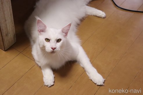 商談中の千葉県のメインクーン-118515の5枚目