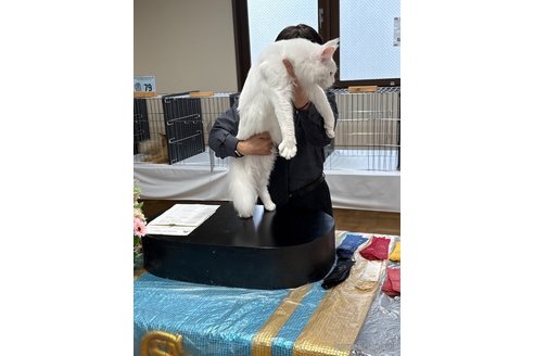 商談中の千葉県のメインクーン-118515の13枚目