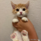 オンライン見学