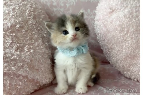 販売中の千葉県のノルウェージャンフォレストキャット-118516の2枚目