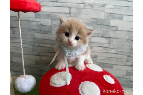 販売中の千葉県のノルウェージャンフォレストキャット-118517の5枚目