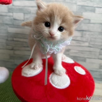 販売中の千葉県のノルウェージャンフォレストキャット-118517