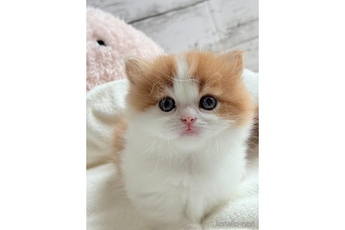 販売中の奈良県のミックス-118523の2枚目