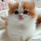 オンライン見学