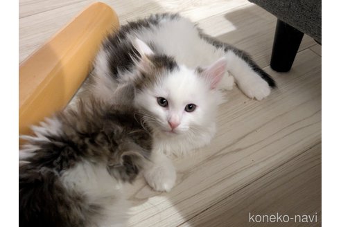 販売中の埼玉県のノルウェージャンフォレストキャット-118526の5枚目