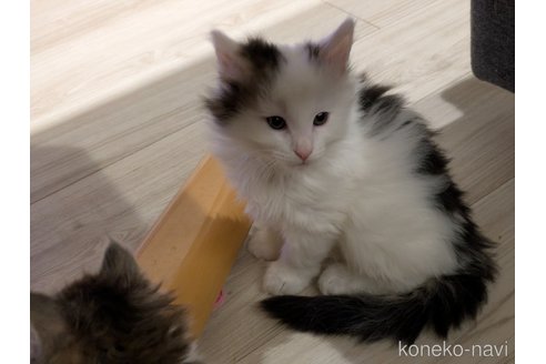 販売中の埼玉県のノルウェージャンフォレストキャット-118526の4枚目