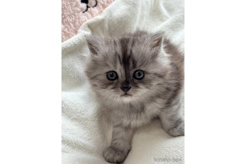 販売中の奈良県のミックス-118525の2枚目