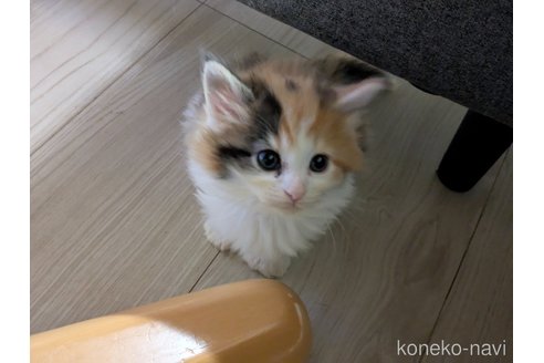 販売中の埼玉県のノルウェージャンフォレストキャット-118527の4枚目