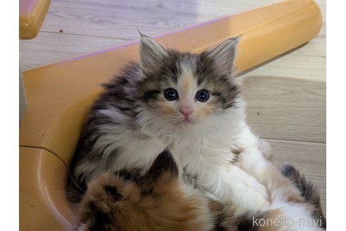 販売中の埼玉県のノルウェージャンフォレストキャット-118529の3枚目