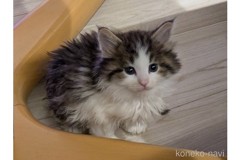 販売中の埼玉県のノルウェージャンフォレストキャット-118530の4枚目