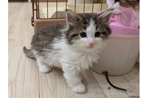 販売中の埼玉県のノルウェージャンフォレストキャット-118530の2枚目