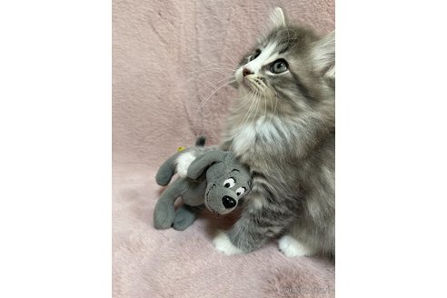 販売中の千葉県のノルウェージャンフォレストキャット-118539の4枚目