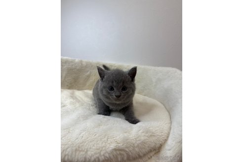 販売中の埼玉県のシャルトリュー-118432の4枚目