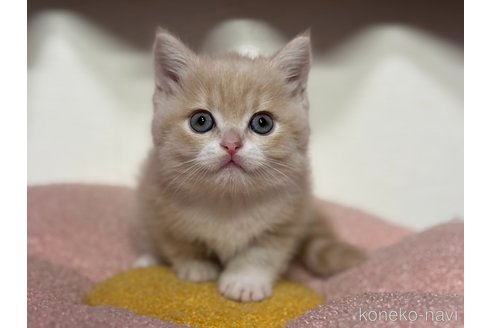 成約済の神奈川県のスコティッシュフォールド-116965の2枚目