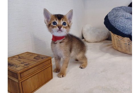 販売中の東京都のアビシニアン-118557の4枚目