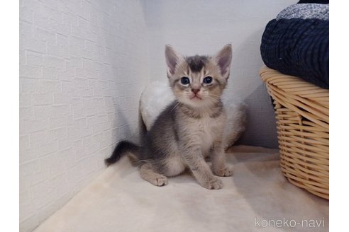 販売中の東京都のアビシニアン-118558の6枚目