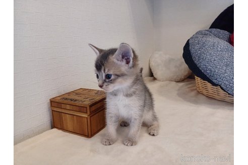 販売中の東京都のアビシニアン-118558の2枚目
