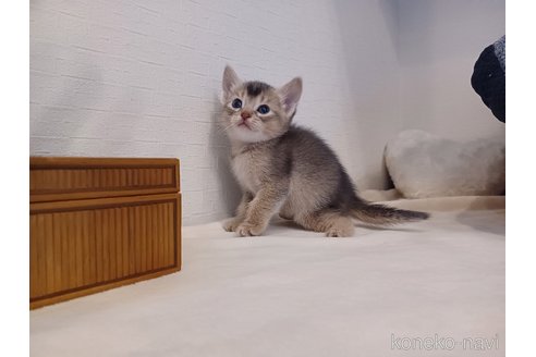 販売中の東京都のアビシニアン-118559の5枚目