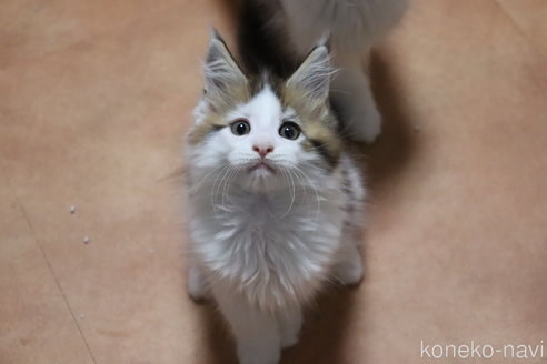 販売中の千葉県のメインクーン-115359の2枚目