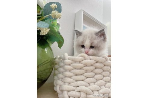 販売中の兵庫県のラグドール-118567の2枚目