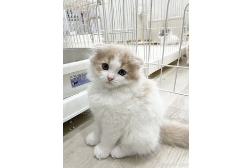 販売中の愛知県のスコティッシュフォールド(折れ耳)-115731の2枚目