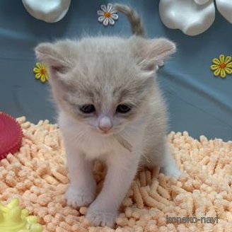 販売中の北海道のマンチカン-118568の2枚目