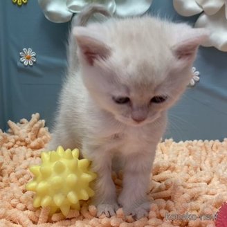 販売中の北海道のマンチカン-118569の2枚目