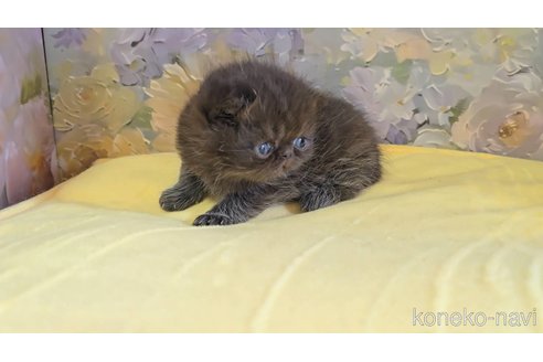 販売中の長野県のエキゾチックショートヘア-118571の2枚目