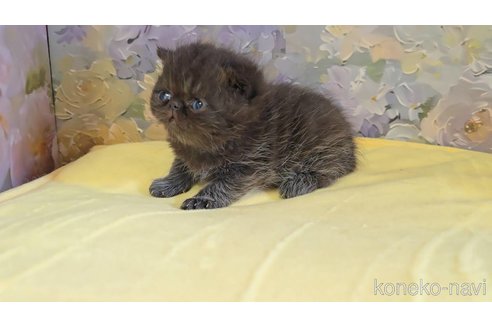 販売中の長野県のエキゾチックショートヘア-118571の3枚目