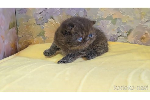 販売中の長野県のエキゾチックショートヘア-118571の4枚目
