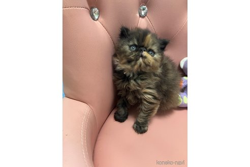 販売中の宮城県のエキゾチックロングヘア-118279の5枚目