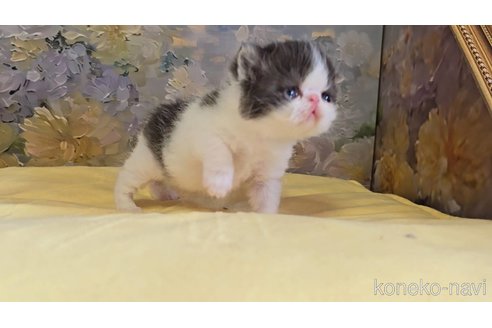販売中の長野県のエキゾチックショートヘア-118572の4枚目