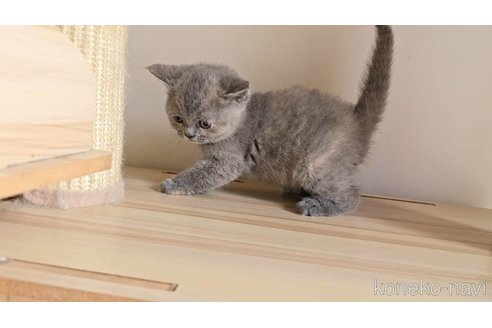 販売中の長野県のブリティッシュショートヘア-118575の3枚目