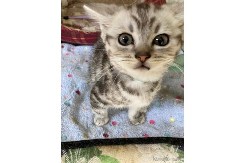 販売中の神奈川県のマンチカン-117296の8枚目
