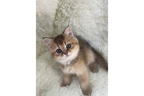 販売中の群馬県のブリティッシュショートヘア-117580の1枚目